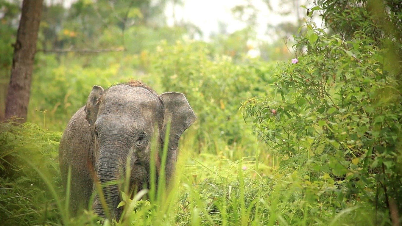 Detail Gajah Dan Anaknya Nomer 44