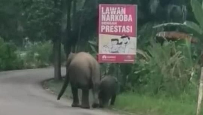 Detail Gajah Dan Anaknya Nomer 45