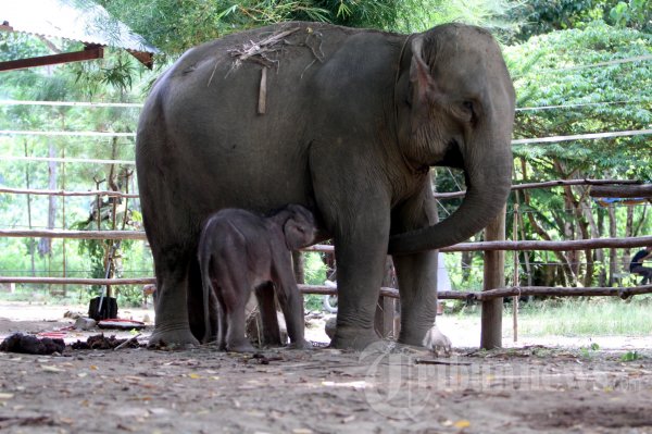 Detail Gajah Dan Anaknya Nomer 47