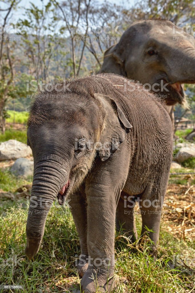 Detail Gajah Dan Anaknya Nomer 7