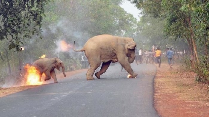 Detail Gajah Dan Anaknya Nomer 8