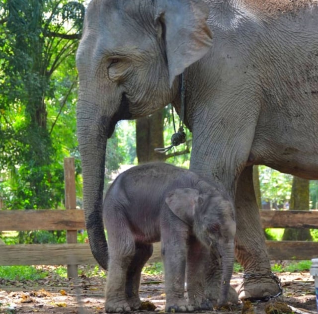 Detail Gajah Dan Anaknya Nomer 10