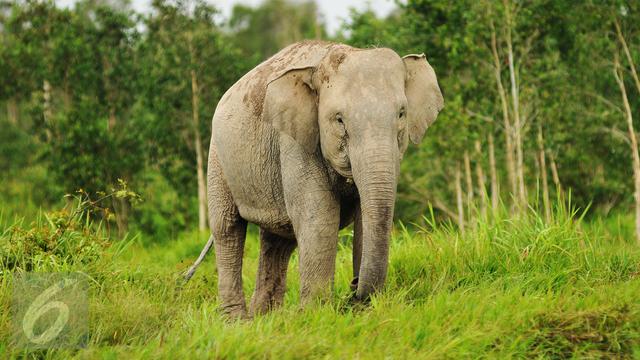 Detail Gajah Di Hutan Nomer 12