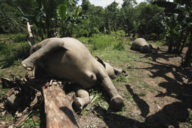 Detail Gajah Di Hutan Nomer 19