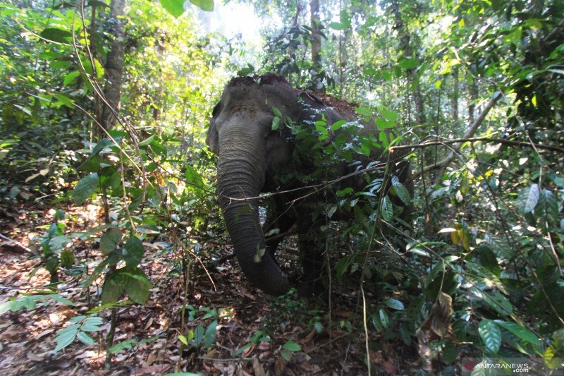 Detail Gajah Di Hutan Nomer 21