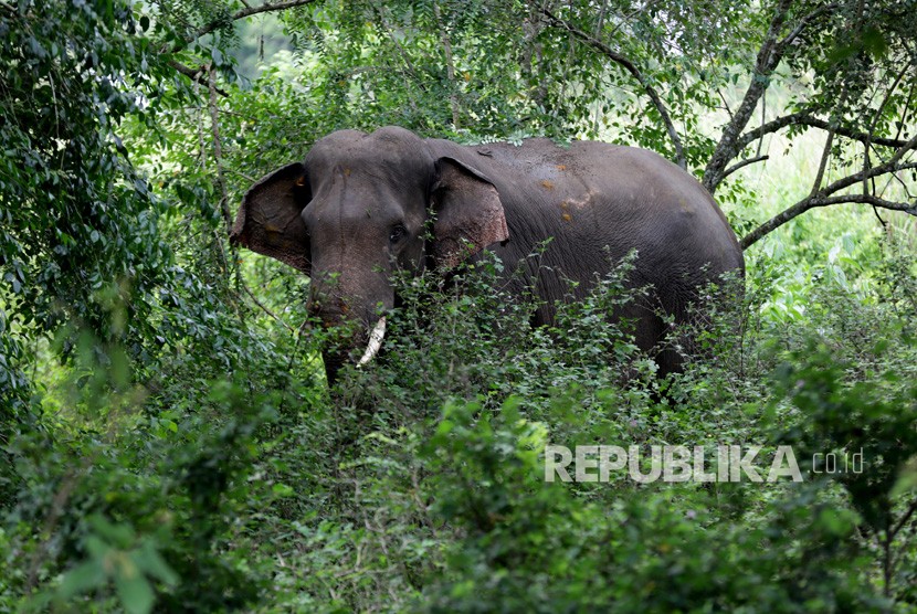 Detail Gajah Di Hutan Nomer 24