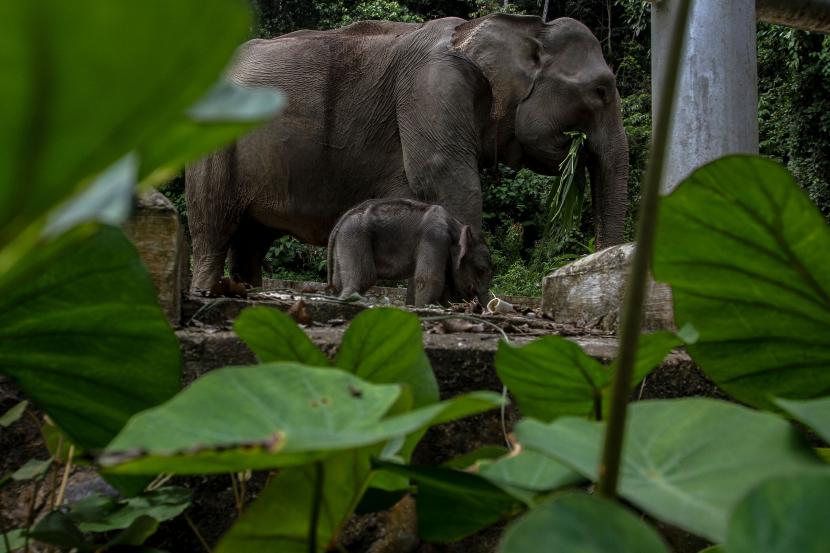 Detail Gajah Di Hutan Nomer 26