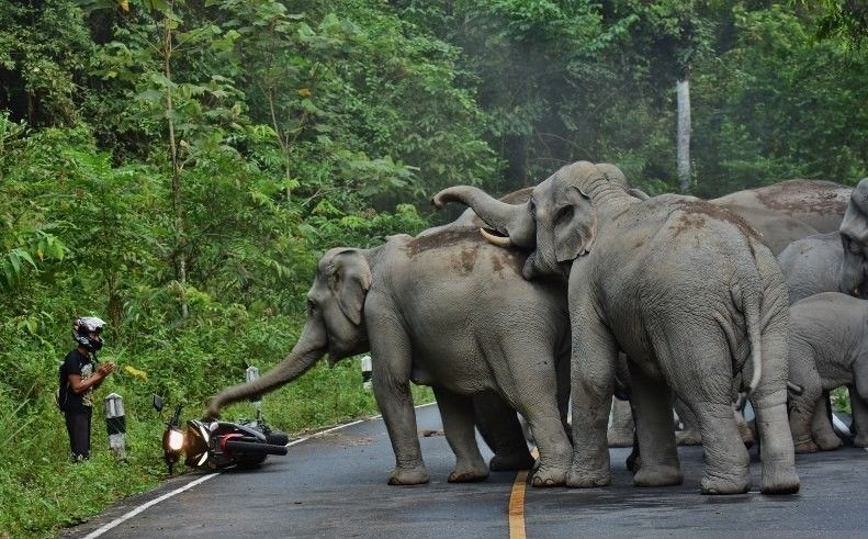 Detail Gajah Di Hutan Nomer 27