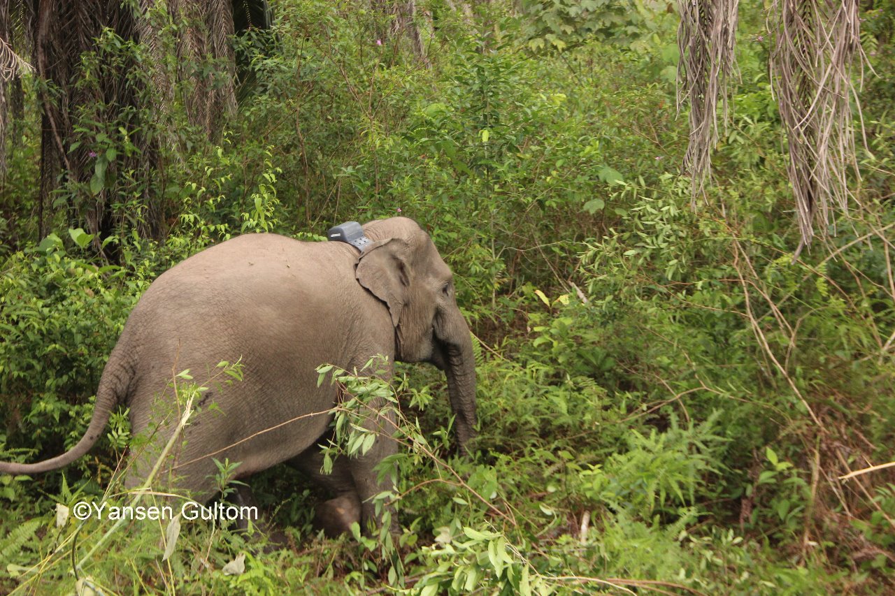 Detail Gajah Di Hutan Nomer 54