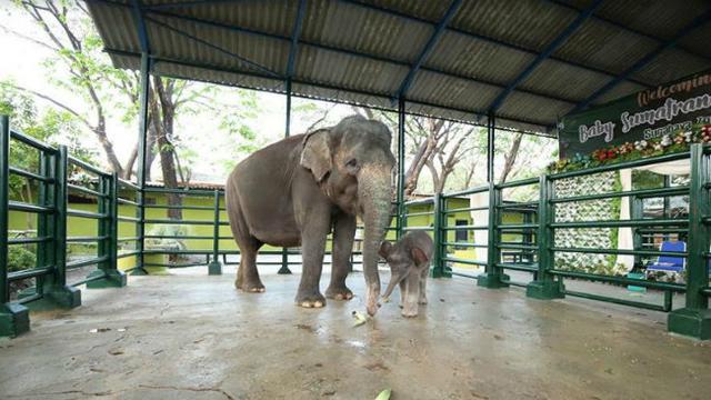 Gajah Di Kebun Binatang - KibrisPDR