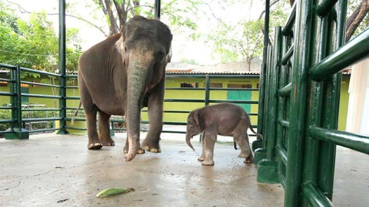 Detail Gajah Di Kebun Binatang Nomer 14