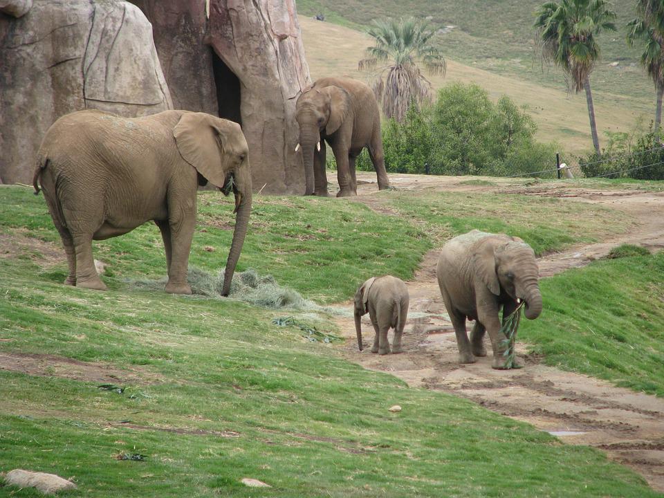 Detail Gajah Di Kebun Binatang Nomer 18