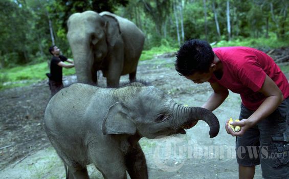 Detail Gajah Di Kebun Binatang Nomer 22