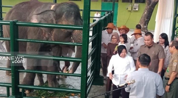 Detail Gajah Di Kebun Binatang Nomer 38