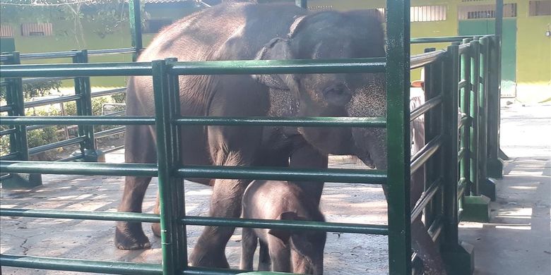 Detail Gajah Di Kebun Binatang Nomer 40