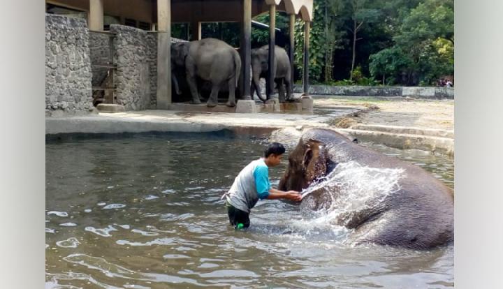 Detail Gajah Di Kebun Binatang Nomer 50