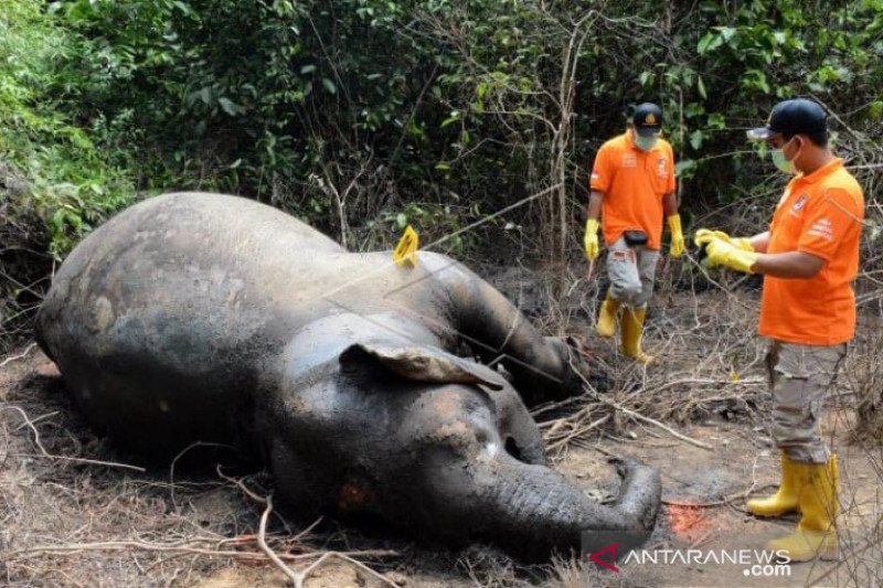 Detail Gajah Di Kebun Binatang Nomer 56