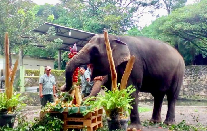 Detail Gajah Di Kebun Binatang Nomer 9