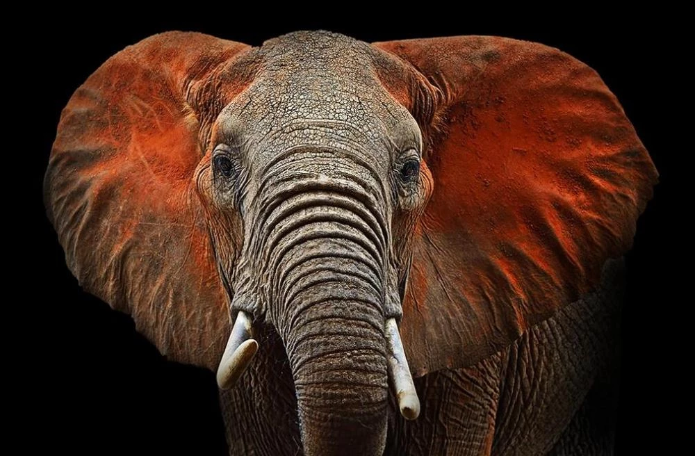 Detail Gajah Hd Nomer 17
