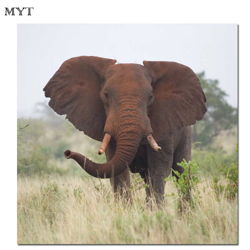 Detail Gajah Hd Nomer 24