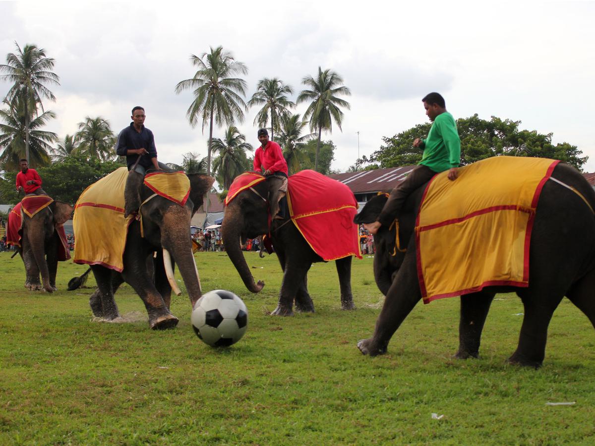 Detail Gajah Lucu Main Bola Nomer 16