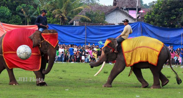 Detail Gajah Lucu Main Bola Nomer 17