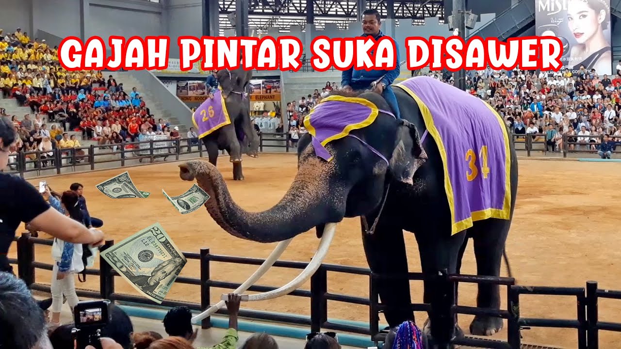 Detail Gajah Lucu Main Bola Nomer 8