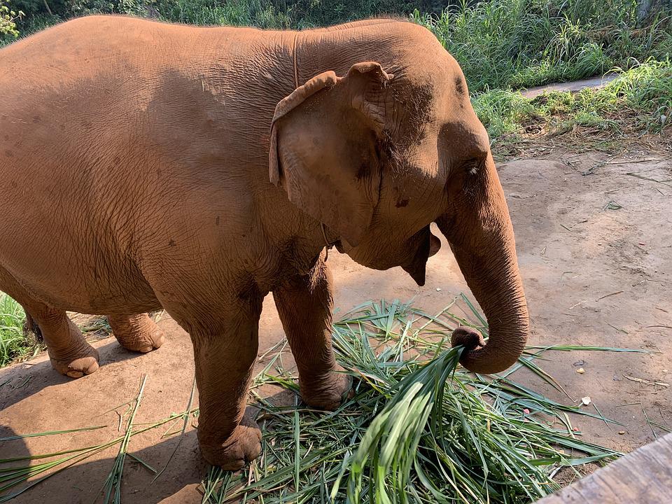 Detail Gajah Makan Rumput Nomer 23