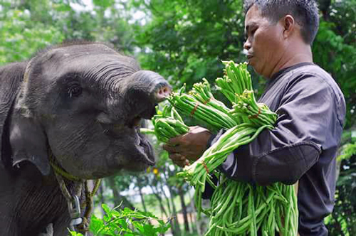 Detail Gajah Makan Rumput Nomer 29