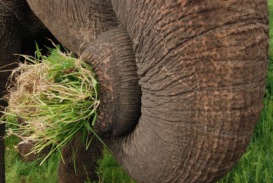 Detail Gajah Makan Rumput Nomer 31