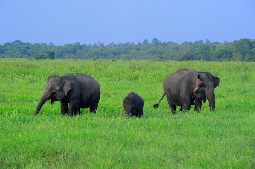 Detail Gajah Makan Rumput Nomer 39