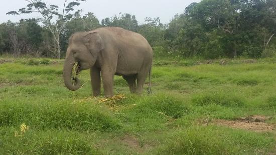 Detail Gajah Makan Rumput Nomer 7