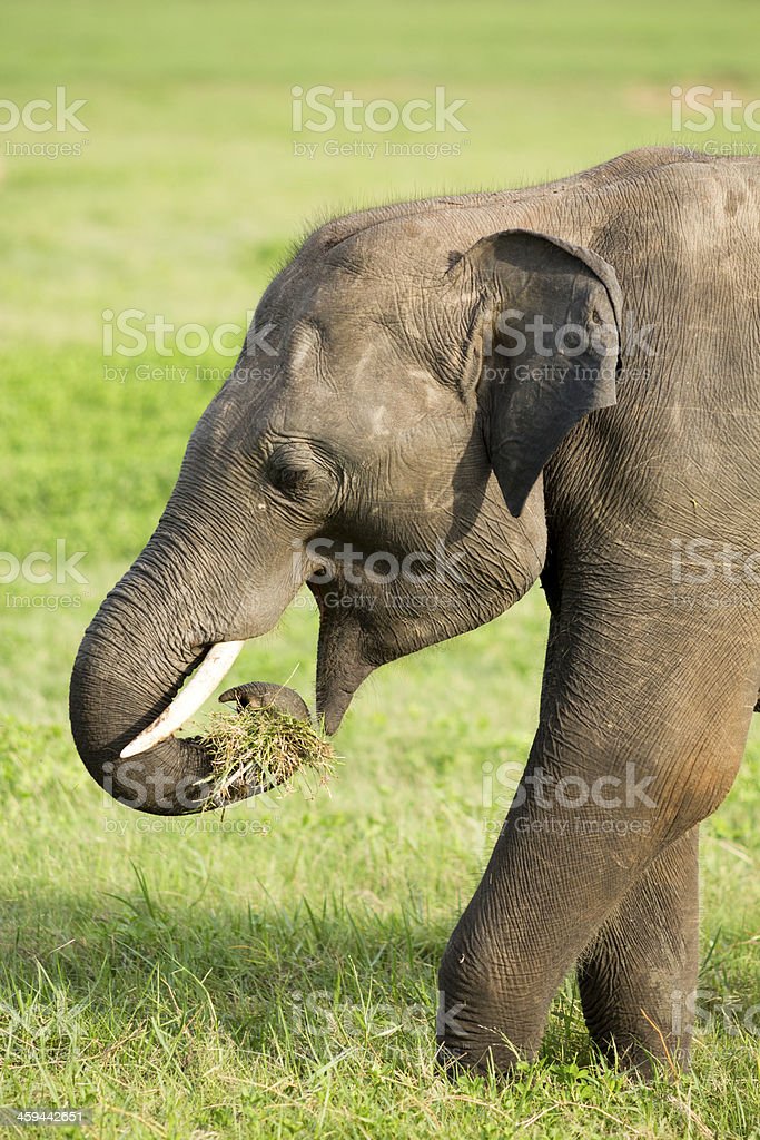 Detail Gajah Makan Rumput Nomer 8