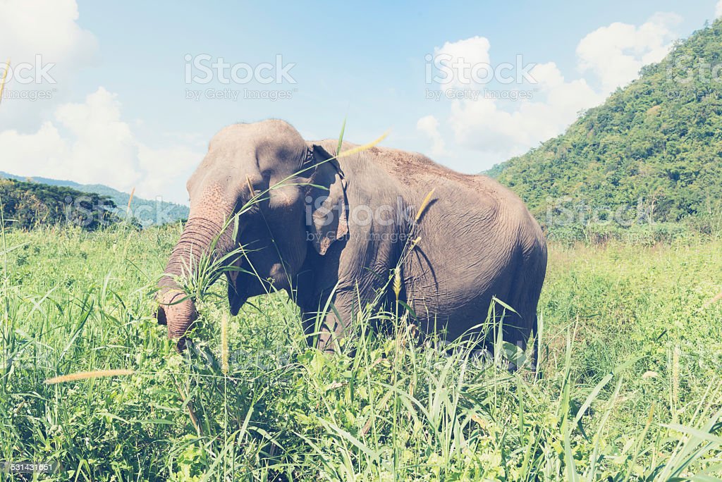 Detail Gajah Makan Rumput Nomer 9