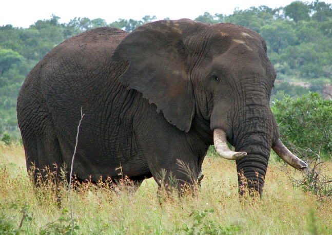 Gajah Semak Afrika - KibrisPDR