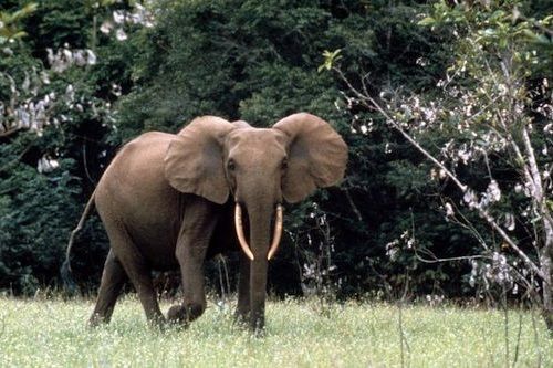 Detail Gajah Semak Afrika Nomer 12