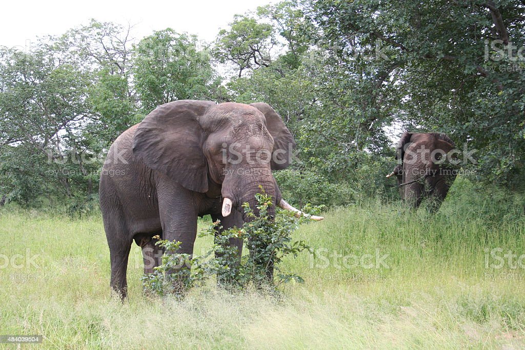 Detail Gajah Semak Afrika Nomer 21