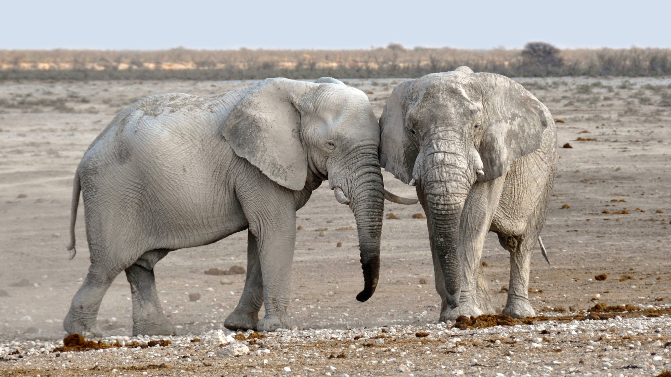 Detail Gajah Semak Afrika Nomer 38