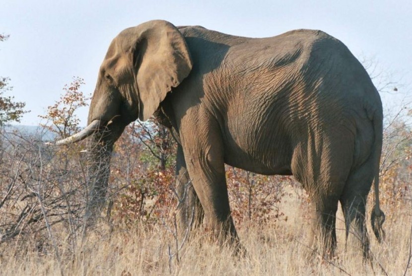 Detail Gajah Semak Afrika Nomer 42