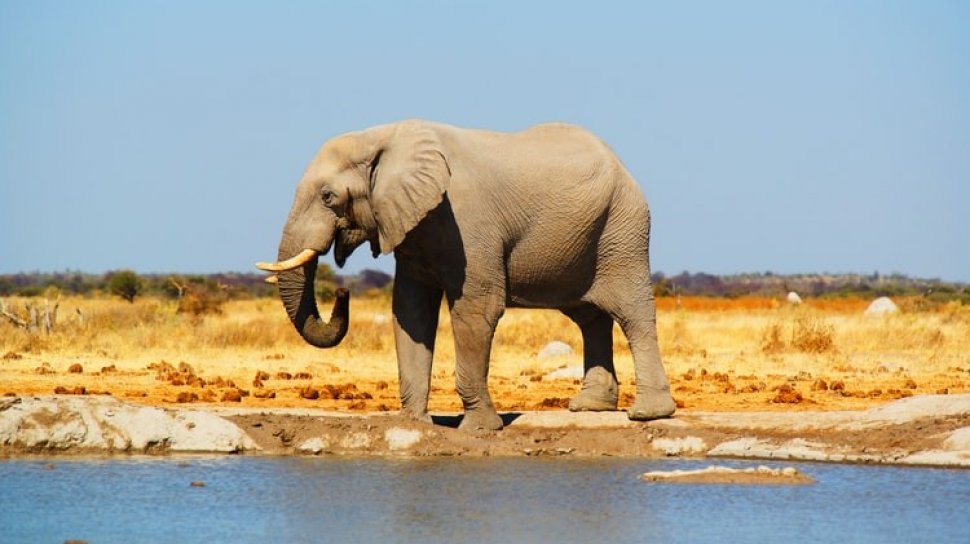 Detail Gajah Semak Afrika Nomer 44