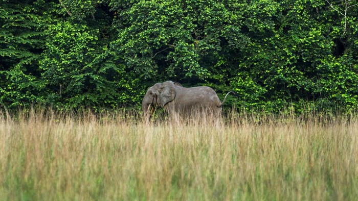 Detail Gajah Semak Afrika Nomer 45