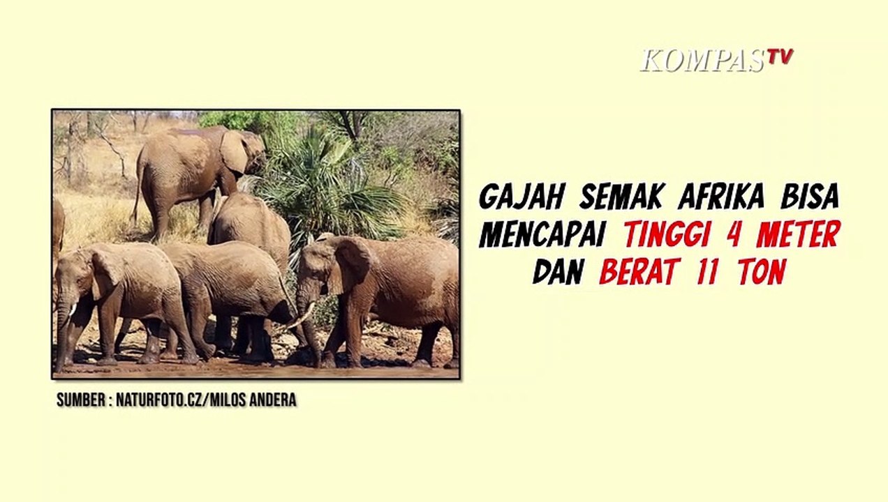 Detail Gajah Semak Afrika Nomer 55