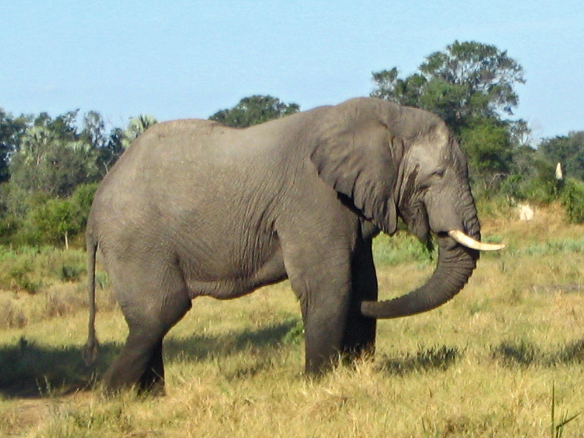 Detail Gajah Semak Afrika Nomer 8