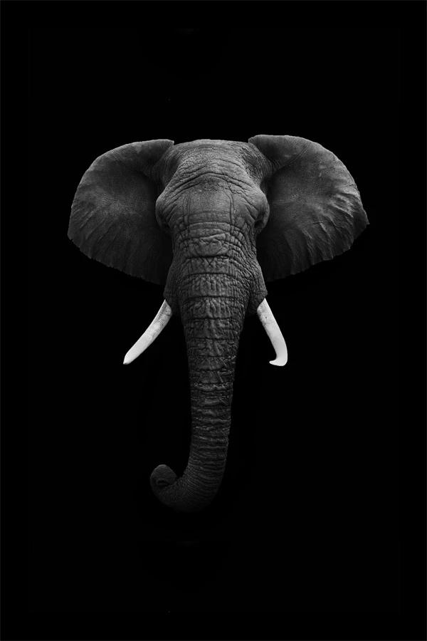 Detail Gajah Wallpaper Nomer 12