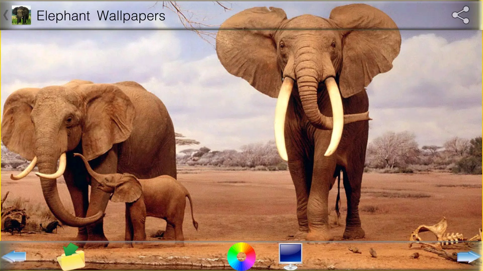 Detail Gajah Wallpaper Nomer 47