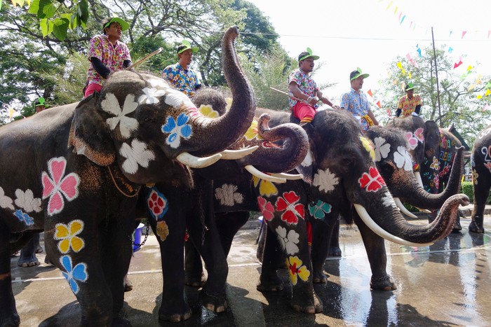 Detail Gajah Warna Warni Nomer 2