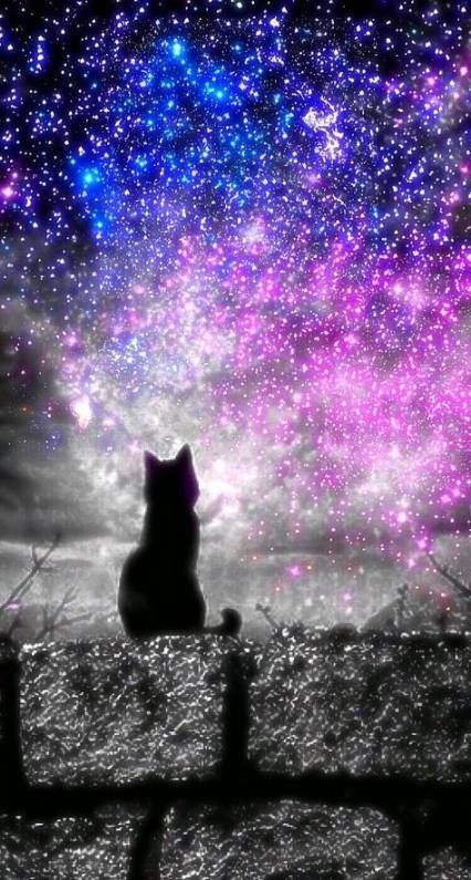 Detail Galaxy Cat Wallpaper Nomer 18