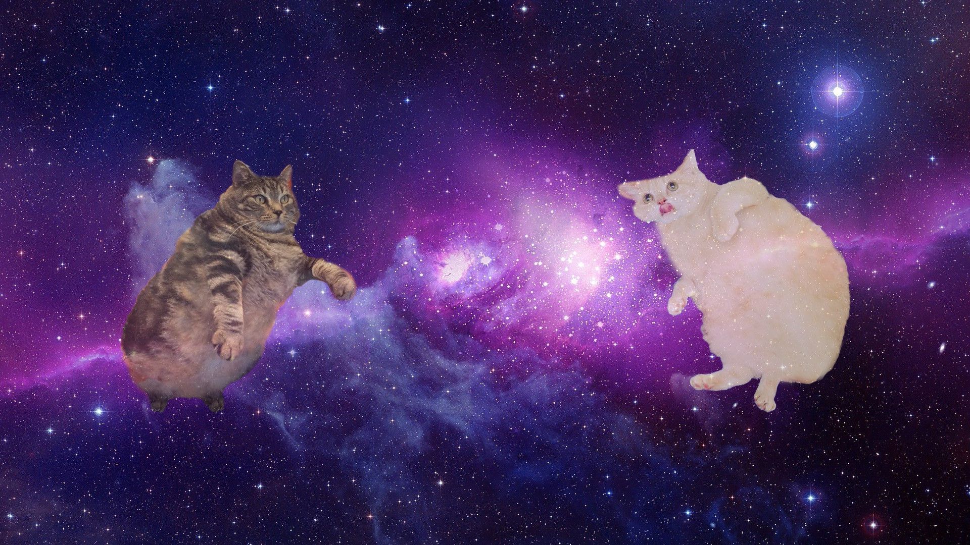 Detail Galaxy Cat Wallpaper Nomer 21