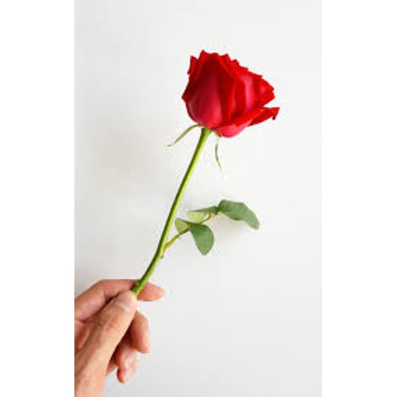 Detail Gambar 1 Tangkai Bunga Mawar Merah Nomer 2