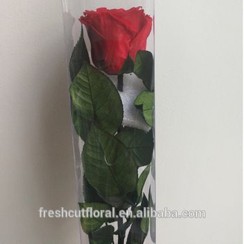Detail Gambar 1 Tangkai Bunga Mawar Merah Nomer 17